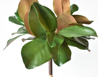 May include: A close-up of a magnolia plant with large, green leaves. The leaves have a brown, almost copper-colored underside.