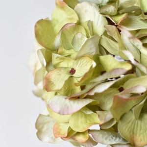 May include: Close-up of a hydrangea flower head. The petals are a mix of pale green, cream, and hints of pink and brown. The flower has a full, rounded shape, with many small petals clustered together. The background is a soft, neutral white.