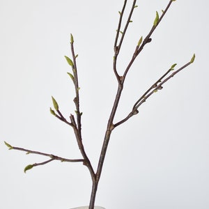 May include: A single branch with new green leaves in a white ceramic vase. The branch is brown and has many small branches coming off of it.