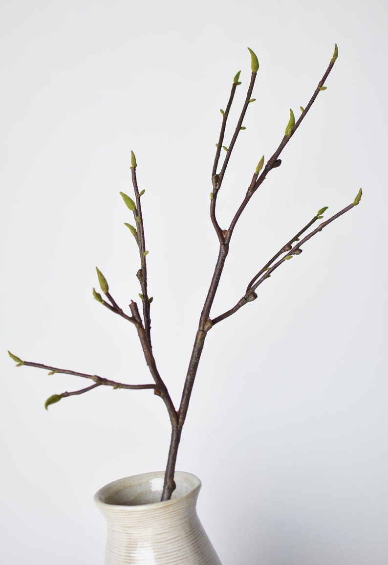 May include: A single branch with new green leaves in a white ceramic vase. The branch is brown and has many small branches coming off of it.