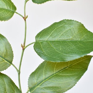 faux tobacco leaves Real Tobacco Leaves