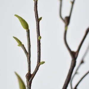 May include: A close-up of a twig with several small green buds. The twig is brown and has a rough texture. The buds are clustered together and are about to bloom.