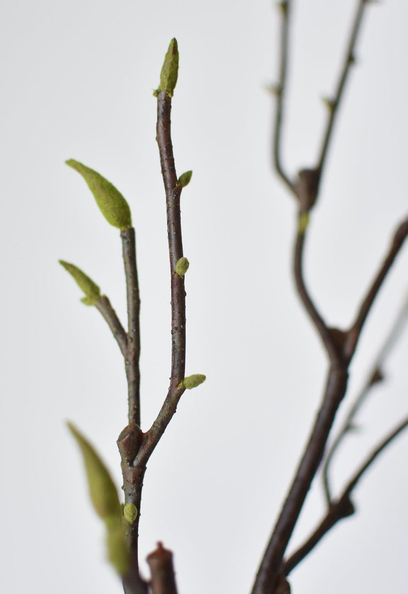 May include: A close-up of a twig with several small green buds. The twig is brown and has a rough texture. The buds are clustered together and are about to bloom.