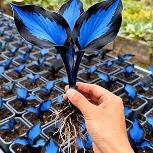 300 Rare Blue Heart Hosta Seeds – Midnight Shade Garden Perennial