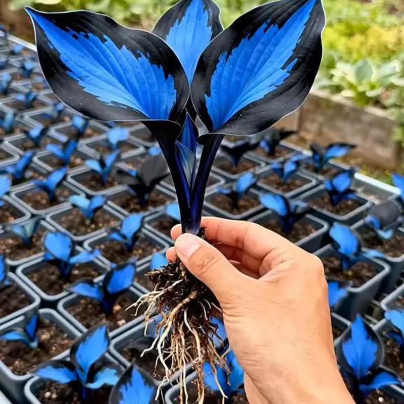 Midnight Blue Hostas Bulbs - Etsy