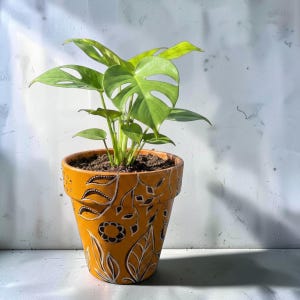 May include: A potted Monstera adansonii plant with bright green, fenestrated leaves. The plant is housed in a mustard yellow terracotta pot decorated with hand-painted white and black floral and leaf patterns around the exterior surface.