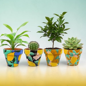 May include: Four terracotta plant pots featuring hand-painted lemon and floral patterns in yellow, green, black, and teal. Each pot contains a different plant, including a leafy green plant, a small cactus, a citrus tree, and a succulent.