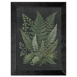 May include: A framed botanical print featuring a detailed illustration of various ferns in shades of green and white against a dark gray background. The artwork is enclosed in a black wooden frame, suitable for home decor.
