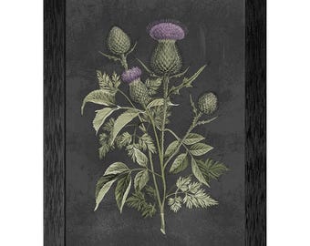 Vintage Thistle Botanical Print, Moody Floral Illustration, Framed Nature Study Wall Art