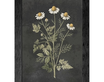 Vintage Chamomile Botanical Print, Moody Dark Floral Academic Art, Textured Black Frame