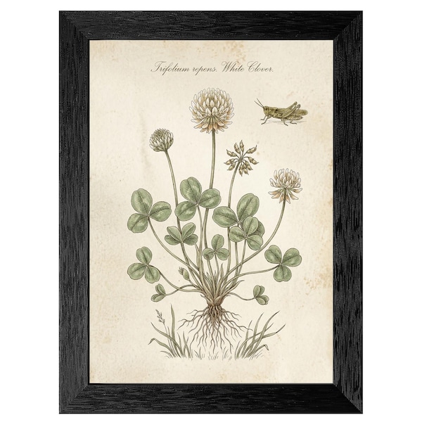 Lámina botánica vintage de trébol blanco y saltamontes, ilustración antigua de la naturaleza, marco negro para decoración del hogar.