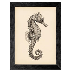 May include: Black framed print featuring a detailed black and white illustration of a seahorse. The seahorse is depicted in profile, showcasing its unique body shape and curled tail. The artwork is set against a cream-colored background.