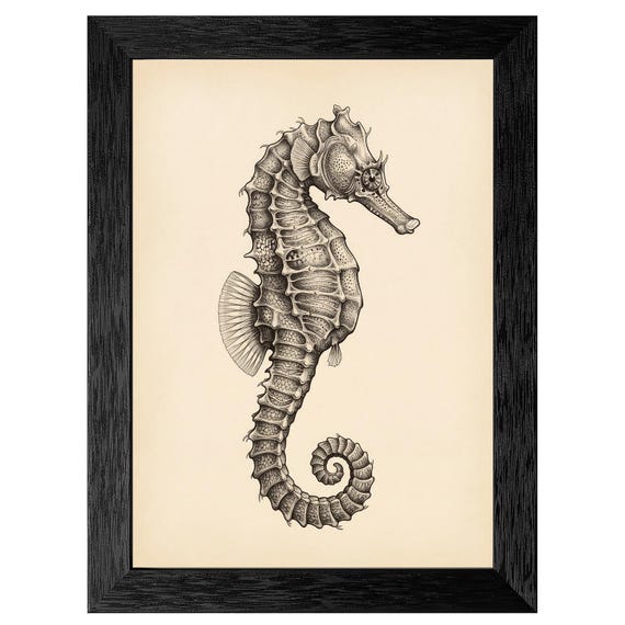 Vintage Seahorse Scientific Illustration, 19th Century Ink Sketch, Premium Black Frame, Minimalist Marine Decor