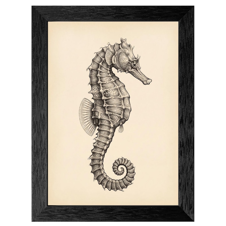 May include: Black framed print featuring a detailed black and white illustration of a seahorse. The seahorse is depicted in profile, showcasing its unique body shape and curled tail. The artwork is set against a cream-colored background.