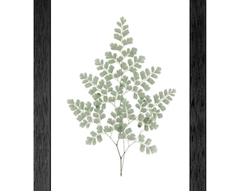 Maidenhair Fern Botanical Print, Sage Green Nature Decor, Black Frame (Ready to Hang)