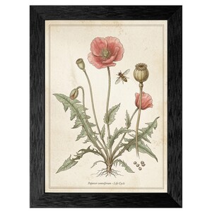May include: Framed botanical print featuring a detailed illustration of a poppy plant, including flowers, seed pods, and leaves. A bee is depicted near the flower. The print is set against a cream-colored background and framed in a black frame. The text "Papaver somniferum - Life Cycle" is at the bottom.