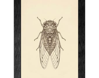 Vintage Cicada Scientific Illustration, Fine Line Ink Drawing, Aged Parchment, Textured Black Frame