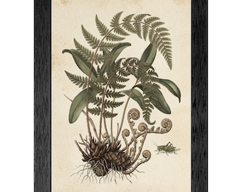 Vintage Botanical Fern Scientific Illustration Print, Black Frame Nature Decor