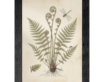 Framed Botanical Wall Art, Vintage Fern Dragonfly Illustration, 19th Century Scientific Print