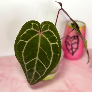 Puede incluir: Primer plano de una hoja verde oscuro de Anthurium crystallinum con prominentes vetas blancas. La hoja en forma de coraz&oacute;n se encuentra sobre un fondo rosa suave. En el fondo se ve un vaso pintado de rosa y dorado.