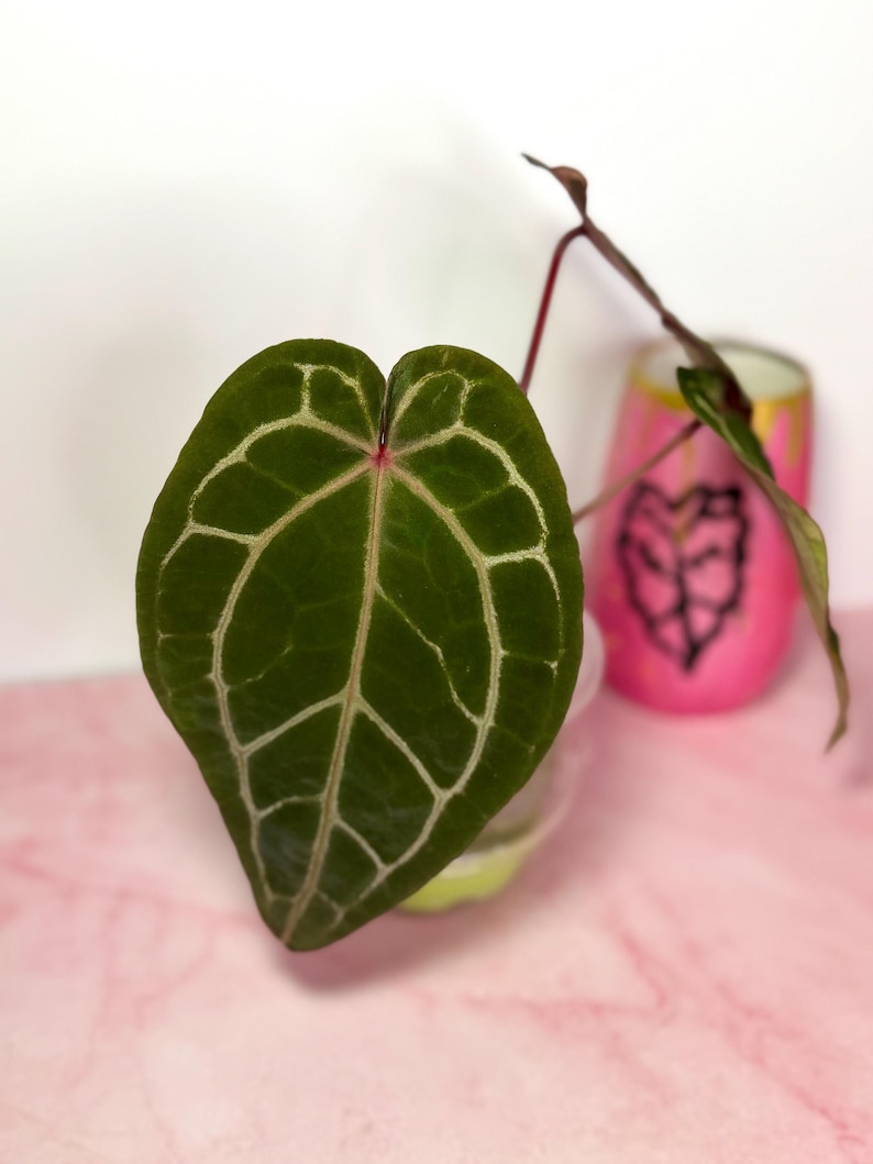 Puede incluir: Primer plano de una hoja verde oscuro de Anthurium crystallinum con prominentes vetas blancas. La hoja en forma de coraz&oacute;n se encuentra sobre un fondo rosa suave. En el fondo se ve un vaso pintado de rosa y dorado.