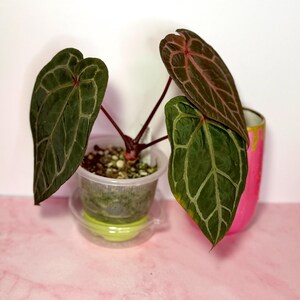 Puede incluir: Planta de Anthurium con hojas verdes oscuras veteadas y tallos rojizos. La planta est&aacute; en una maceta de pl&aacute;stico transparente con un platillo verde lima. En el fondo se ve una maceta de cer&aacute;mica pintada de rosa y dorado. La planta est&aacute; sobre una superficie de m&aacute;rmol rosa.
