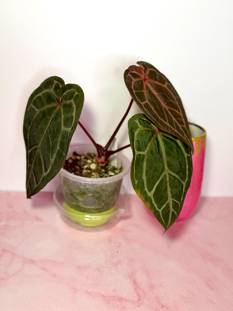 Puede incluir: Planta de Anthurium con hojas verdes oscuras veteadas y tallos rojizos. La planta est&aacute; en una maceta de pl&aacute;stico transparente con un platillo verde lima. En el fondo se ve una maceta de cer&aacute;mica pintada de rosa y dorado. La planta est&aacute; sobre una superficie de m&aacute;rmol rosa.