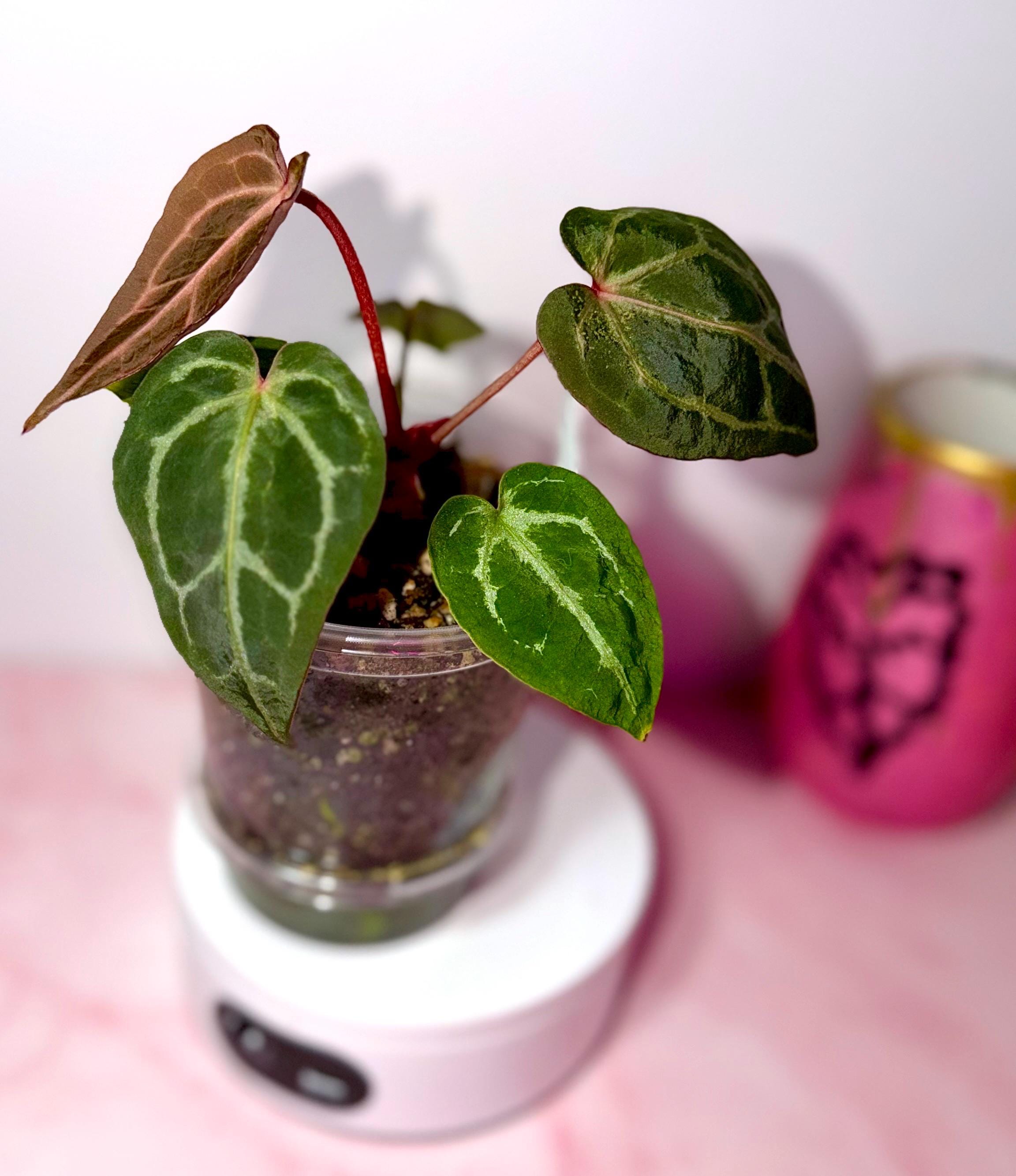 Wonderboy Anthurium - Etsy