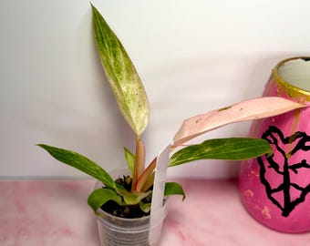 Filodendro fresa caramelo mármol rosa