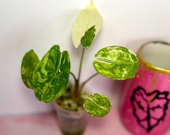 Alocasia Fornicata Albo