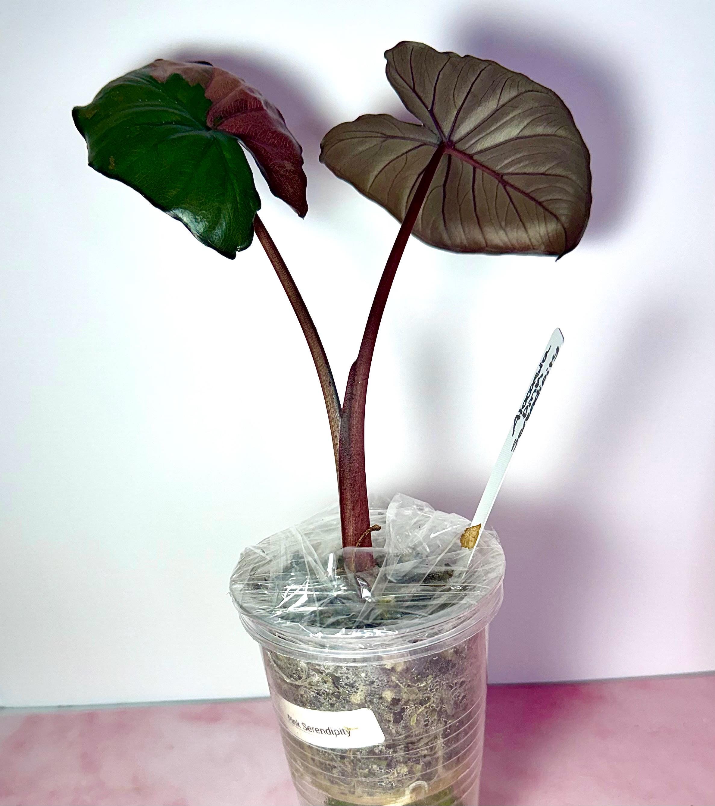 Alocasia Serendipity Pink Variegated - Etsy