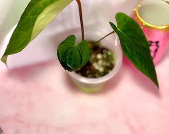 Anthurium Pink Lemonade/Crystal x SP. Black Panama