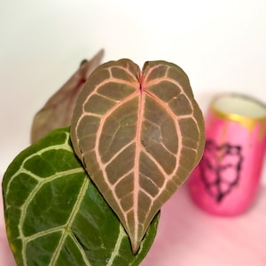 Puede incluir: Primer plano de dos hojas en forma de coraz&oacute;n, una verde con venas blancas, la otra marr&oacute;n con venas rosas. En el fondo, una taza rosa con un dise&ntilde;o de coraz&oacute;n negro. Las hojas son probablemente de una planta de interior.
