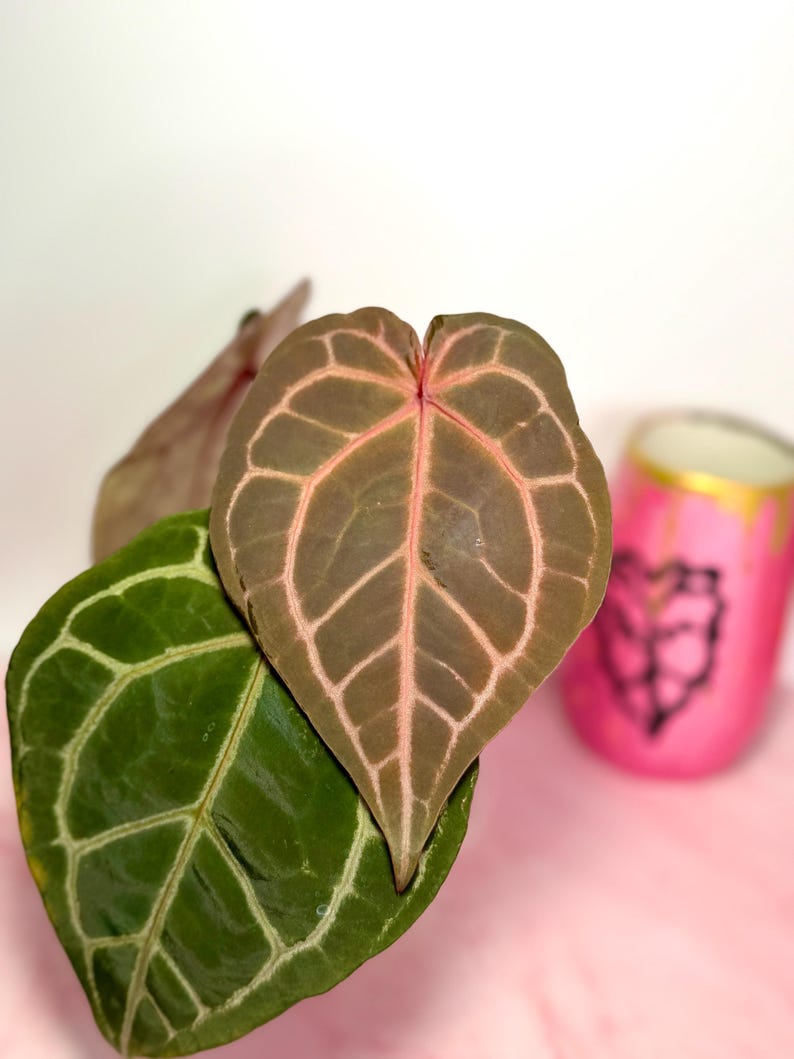 Puede incluir: Primer plano de dos hojas en forma de coraz&oacute;n, una verde con venas blancas, la otra marr&oacute;n con venas rosas. En el fondo, una taza rosa con un dise&ntilde;o de coraz&oacute;n negro. Las hojas son probablemente de una planta de interior.