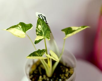 Alocasia Triangularis Albo