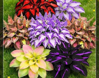 Mixed Hosta Bulbs | Shade Loving Perennial Plants, Colorful Foliage Mix