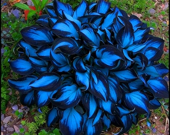 Blue Hosta Plant Roots – Easy Care Perennial Shade Garden Plant