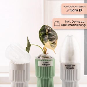 Könnte beinhalten: Drei geriffelte zylindrische Pflanztöpfe mit 5 cm Durchmesser. Ein weißer Topf enthält eine transparente Kuppel, ein grüner Topf eine Azlanii Variegata Pflanze und ein weißer Topf eine transparente Kuppel mit Etikett Yucatan pink Variegata.
