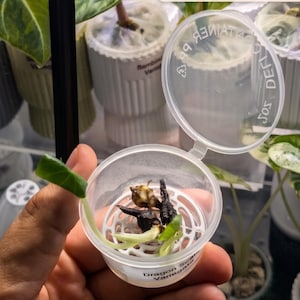 Alocasia Corm Riser Set mit klaren Bechern | Corm Crib Rhizom Halter Anzucht Set 3D Druck | Anti-Fäulnis Puddle Method | Pflanzen Vermehrung