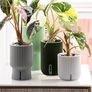 Könnte beinhalten: Vier Alocasia-Pflanzen in gerippten, zylindrischen Töpfen unterschiedlicher Höhe und Farbe, darunter Hellgrau, Mintgrün, Dunkelwaldgrün und Weiß. Jeder Topf verfügt über ein kleines vertikales Sichtfenster zur Anzeige des Wasserstandes.