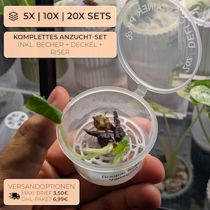 Alocasia Corm Riser Set mit klaren Bechern | Corm Crib Rhizom Halter Anzucht Set Anti Rot | KnollenPuddle Method | Pflanzen Vermehrung