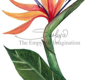 Bird of Paradise Flower Watercolor Painting, Original Art, Gift, Present