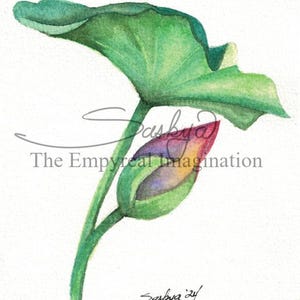 Lily and Pad Watercolor Painting, original Art, gift, present