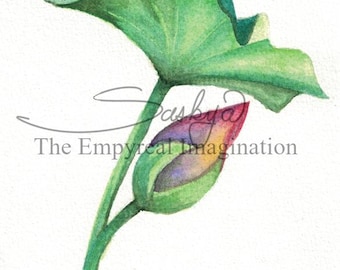 Lily and Pad Watercolor Painting, original Art, gift, present