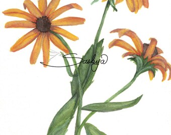 Black-eyed Susan Flowers Watercolor Painting, gift for her, spring flowers