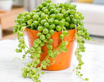 String of Pearls Plant Live – Senecio Rowleyanus Trailing Succulent in 2" & 4" Pots, Rare Hanging Succulent Indoor Gift, Fast Growing
