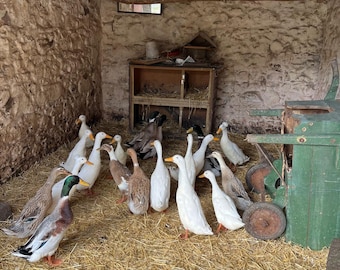 6 Runner Duck Eggs - Unwashed - Fertile