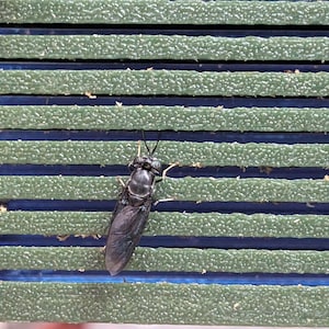 May include: A dark insect with translucent wings rests on a green and blue textured surface. The insect has a segmented body and antennae. The surface is composed of horizontal, parallel bars with a rough, speckled texture.