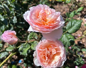 Live Rose Plant - Princess Charlene de Monaco - large, strong fragrant, apricot-pink flowers in 1 gallon pot with own root
