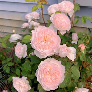 May include: A rose bush featuring multiple soft, pale pink blossoms with dense, ruffled petals. The flowers are in various stages of bloom, ranging from tight buds to fully opened, multi-layered heads, surrounded by green leaves on thin stems.